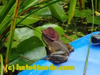 /home//u458753944/public_html/sourcegallery//Frogs/More bullfrogs/P9060130.JPG